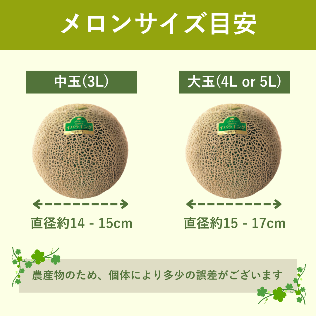 イバラキング中玉(3L) 2玉入り